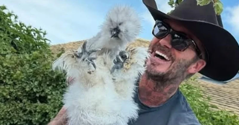Ailesinden David Beckham a doğum gününde tavuk hediyesi
