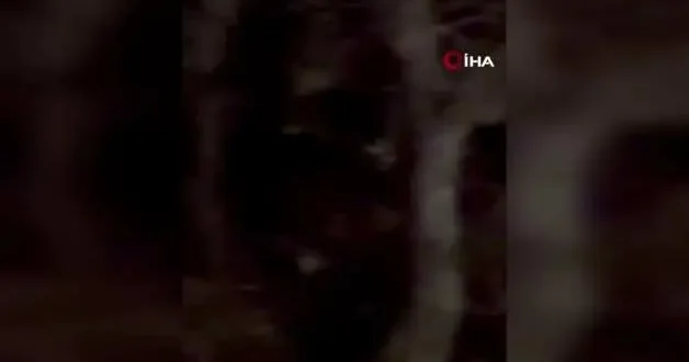 Koruma altında bulunan ‘vaşak’ Tunceli’de görüntülendi