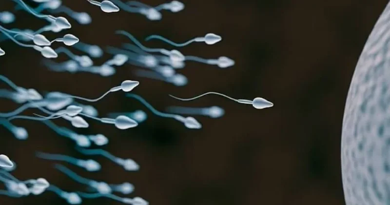 Dünyada ilk kez sperm yarışı yapılacak: Ödülü tam 4,5 milyon TL Sözcü Gazetesi