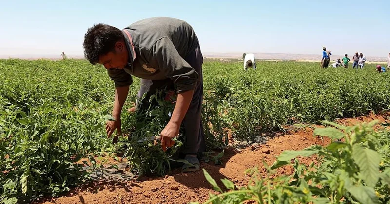 Komşu ülke 5 bin tarım işçisi alacak: Avrupa da istihdam açığı büyüyor Sözcü Gazetesi