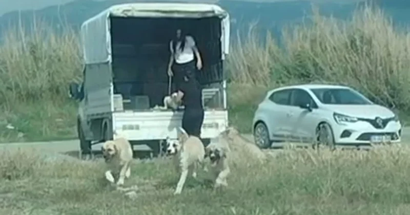 Köpekler Sulak Alana Bırakıldı
