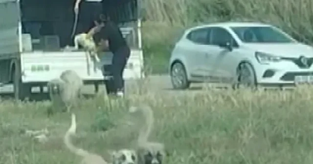 Koruma altındaki kuş cennetine darbe: Onlarca sahipsiz köpeği salıp gittiler VİDEO İZLE