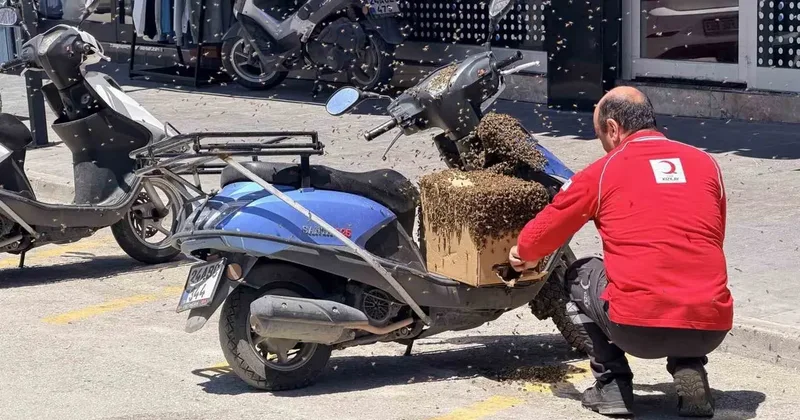Şehrin göbeğinde oğul veren arılar ilgi odağı oldu