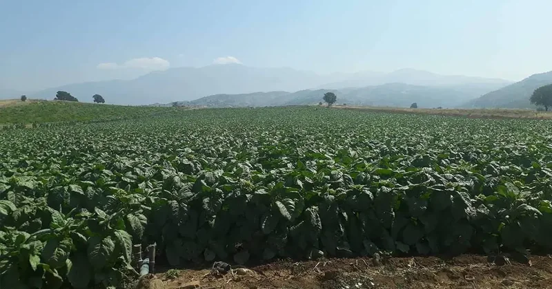 Uzmanlardan Maraş otu uyarısı: “Sigaradan 5 kat daha tehlikeli