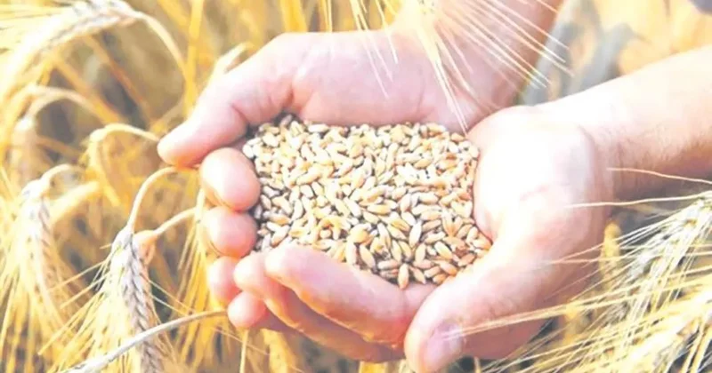 Buğdayın tonu 16.500 liradan alınacak