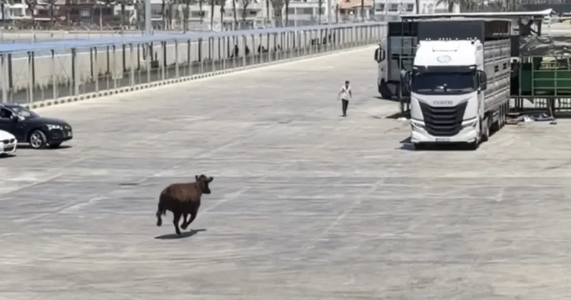 Limanda kaçan angus denize düştü