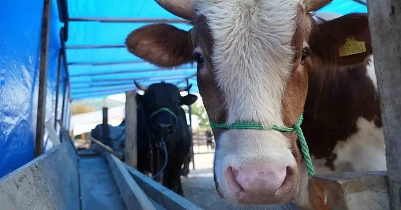 Samsun da ayılar 6 büyükbaş hayvana saldırdı!