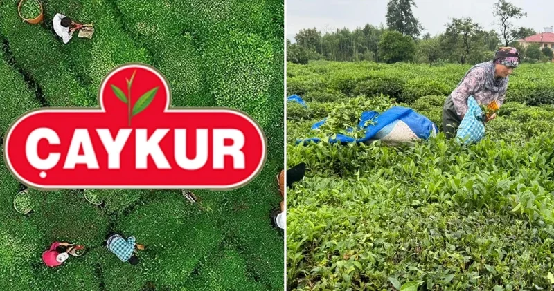 ÇAYKUR dan yaş çay alımına bir günlük ara Ekonomi Haberleri
