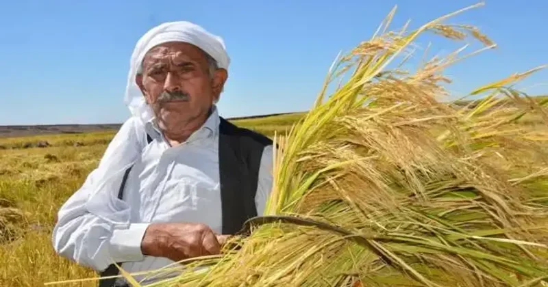 Türkiye nin en değerli pirinci: 7 yılda bir ekiliyor kilosu 350 liraya kadar çıkıyor