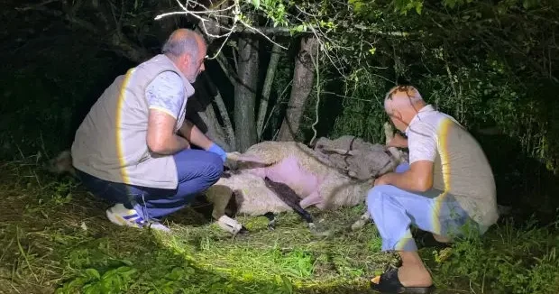 Bursa haberleri Bursa da besicinin belini büken manzara! Sürüye yıldırım çarptı 03 Haziran 2026