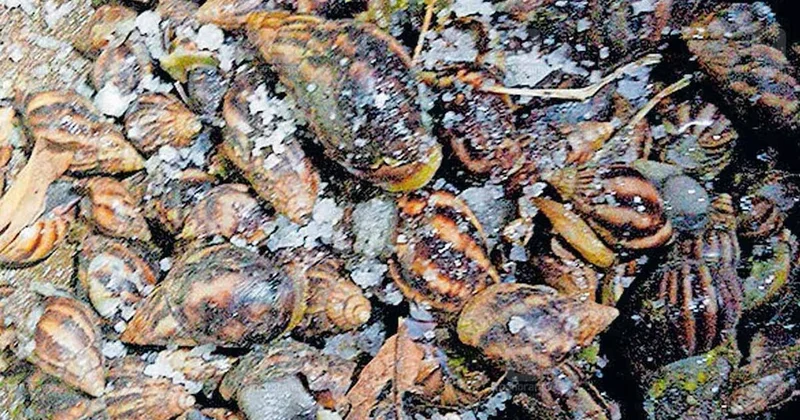 Dev salyangozlar 2 mahalleyi istila etti, sokağa bile çıkamıyorlar Sözcü Gazetesi