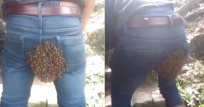 Pantolonuna Kraliçe arı girdi, binlerce muhafız peşinden gitti! Hayatının en uzun 30 dakikasını geçirdi Sözcü Gazetesi