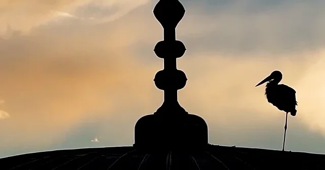 Kubbeye konan leylek gün batımıyla görüntülendi VİDEO İZLE