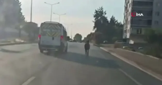 Bursa da ana yola çıkan başıboş at trafiği birbirine kattı