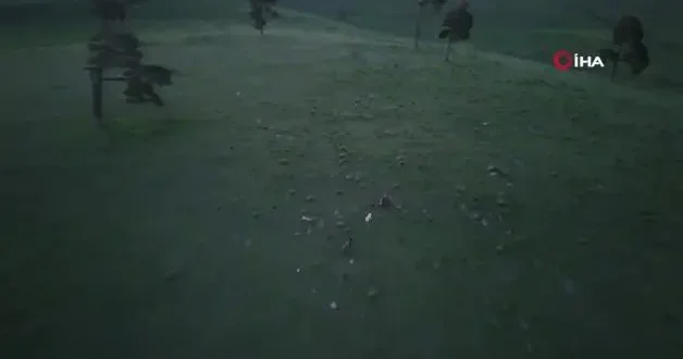 Kars ta köpeklerin boz ayıyı kovaladığı anlar dron kamerasında