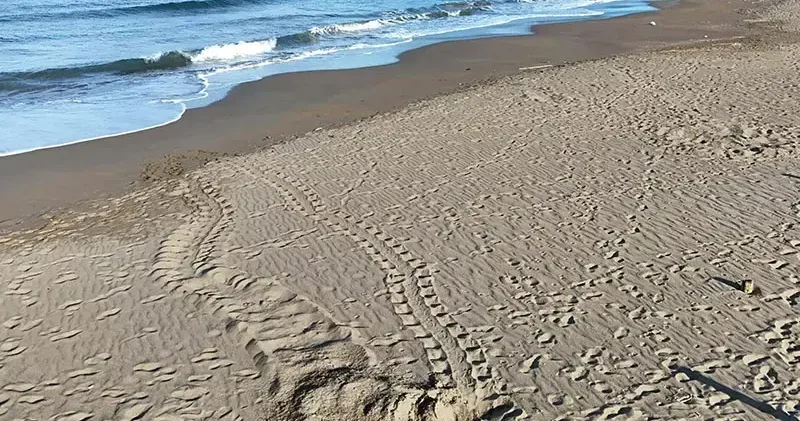 İztuzu Plajı nda caretta caretta yuva sayısı 100 e ulaştı