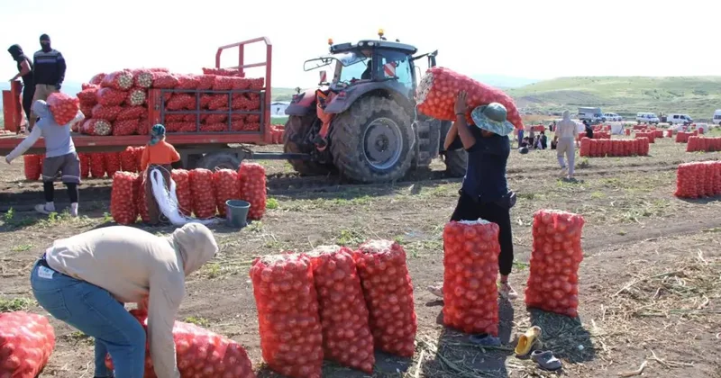 Soğan hasadı başladı: Tarlada kilosu 12 25 TL