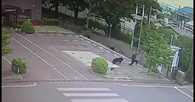 Japonya da ayı saldırsı kamerada!