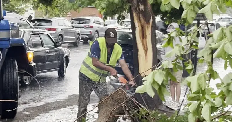 Ardahan da çürüyen ağaç yola devrildi