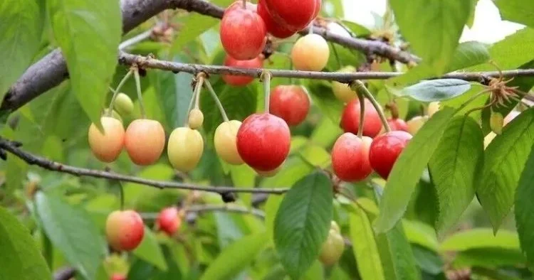 Korkunç şüphe... Kiraz yedikten sonra hayatını kaybetti… Eşinin tedavisi sürüyor