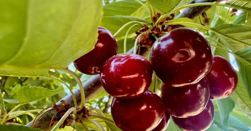 Hasat başladı! Dünyaca ünlü, kilosu 60 TL