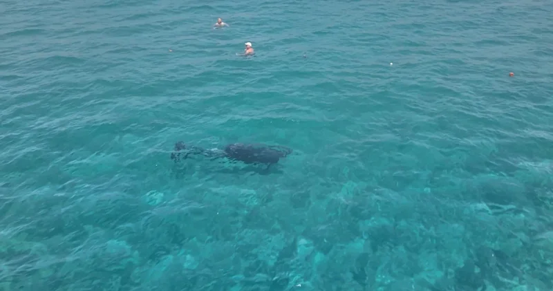 Alanya’da sürpriz misafir: Turistlerle dakikalarca yüzdü