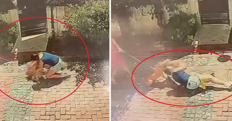 Pitbull, Poodle Köpeğe Saldırdı!