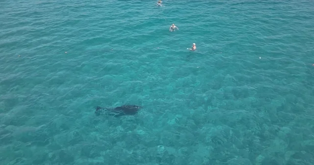 Alanya da kıyıya yaklaşan yunus turistlerle yüzdü Antalya Haberleri Habertürk Yerel Haberler