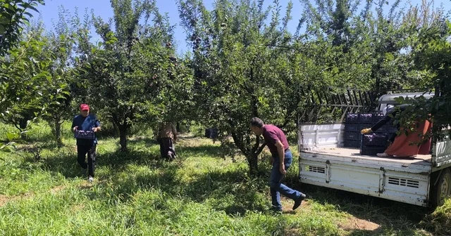Anjelik erik, kurutmalık, pestil ve pekmez olarak sofralara geliyor Iğdır Haberleri Habertürk Yerel Haberler