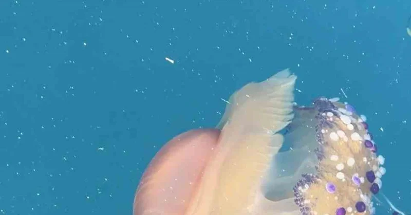 Marmara da sıra dışı misafir! Sahanda yumurtaya benzeyen denizanası, güzelliğiyle kendine hayran bıraktı