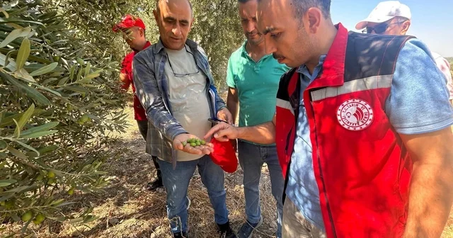 Manisa da 2026 zeytin ve zeytinyağı rekoltesi sahada belirlenecek Manisa Haberleri Habertürk Yerel Haberler