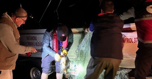 Kastamonu da barajdan 2 bin 500 metre ağ çıktı, kurtarılan 225 sazan gölete bırakıldı Kastamonu Haberleri Habertürk Yerel Haberler