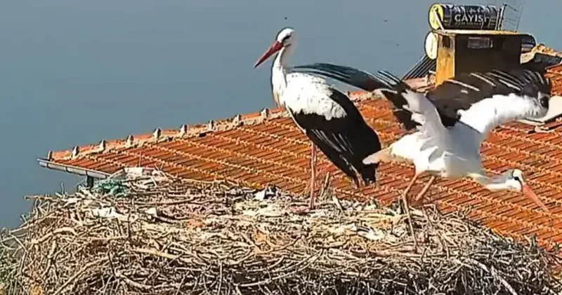 Yaren leylek ve eşi Nazlı yuvadan ayrıldı