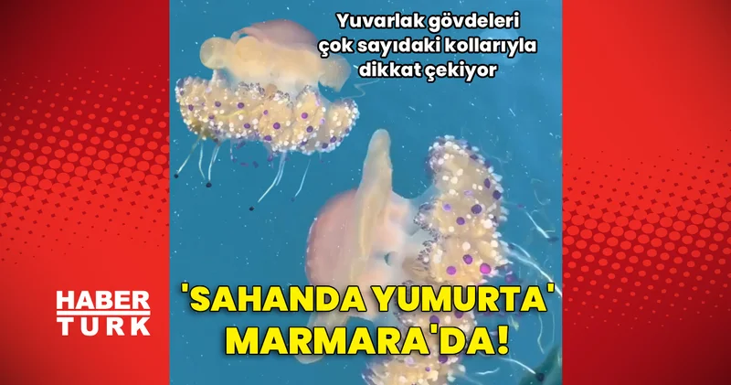 Yuvarlak gövdeleri çok sayıdaki kollarıyla dikkat çekiyor! Sahanda yumurta Marmara da