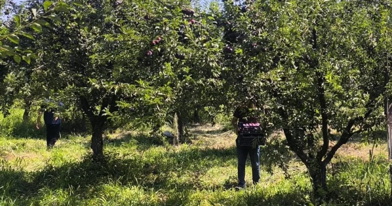 Siyah incide hasat zamanı: Rekolte yarıya düştü ama Türkiye’de siparişler patladı Sözcü Gazetesi