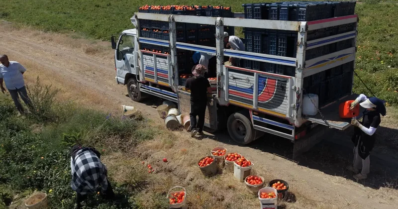 Bitlis te domates bereketi! Hasat başladı! Bölgede zirveyi kimseye kaptırmadı!
