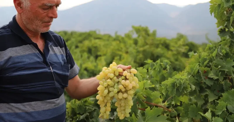 Tarlada 20 markette 80 lira! Hasat başladı
