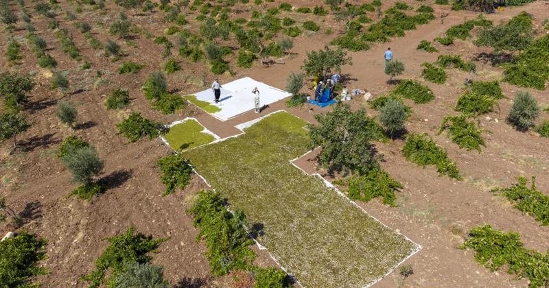 Türkiye’nin tek bir ilçesinde hasat ediliyor: Yurt dışı bile peşinde ama üretici büyük tehlikeye dikkati çekti Sözcü Gazetesi