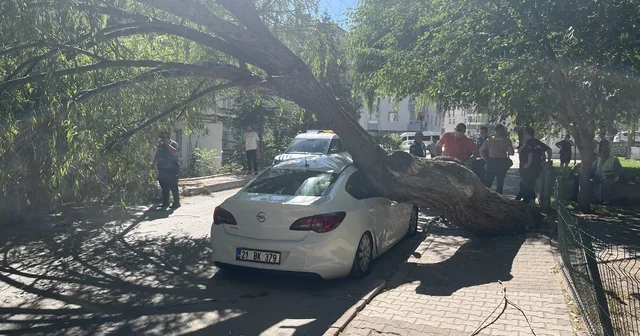 Niğde de park halindeki otomobilin üzerine ağaç devrildi Niğde Haberleri Habertürk Yerel Haberler
