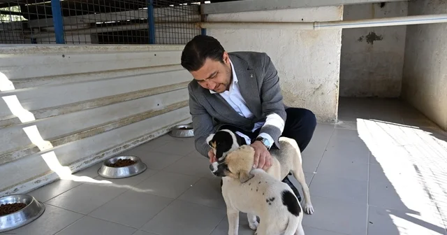AK Parti Bodrum İlçe Başkanlığınca hayvan barınağına mama desteği Muğla Son Dakika Haberleri Habertürk Yerel Haberler
