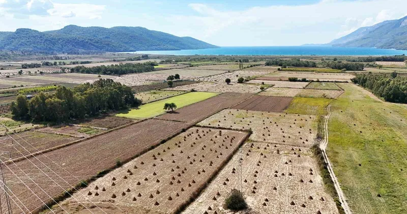 Muğla Ula da Gökova susamı hasadı başladı, üreticiler işçi bulamıyor