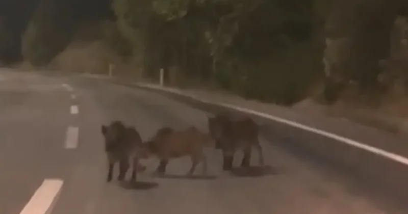 Kahramanmaraş’ta yolda domuz sürüsü