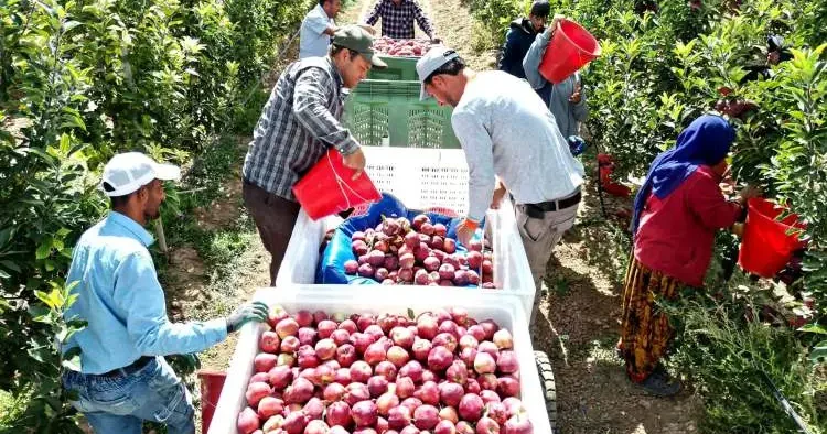 Hobisi gelir kapısı oldu! Tarladan sofralara tonlarca üretim sağladı!
