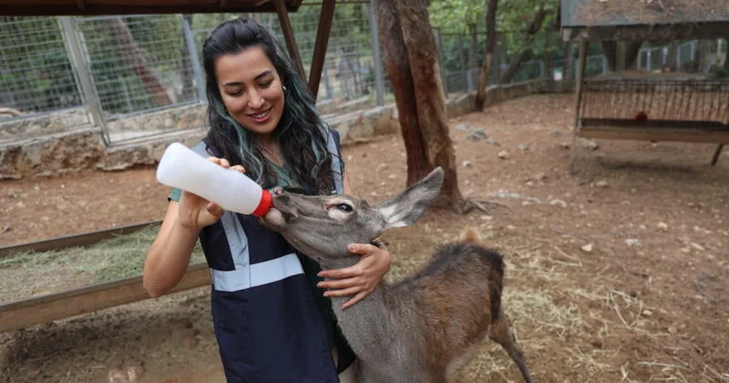Doğada terk edilen kızıl geyik yavrusu: Yaşarcan