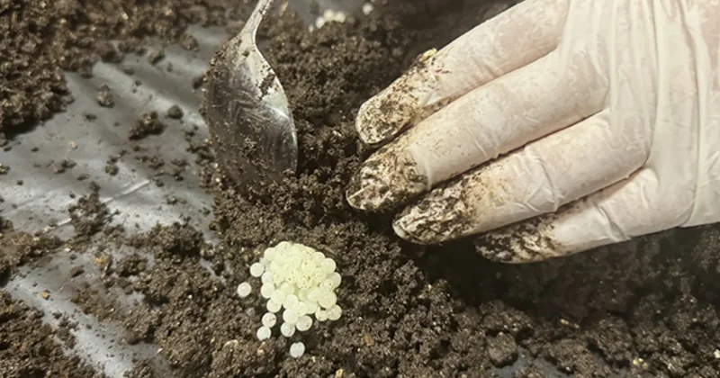 Bulgaristan dan 1000 tane getirdi şimdi kilosunu 148 bin TL ye satıyor: Orta Doğu kuyruğa girdi Sözcü Gazetesi