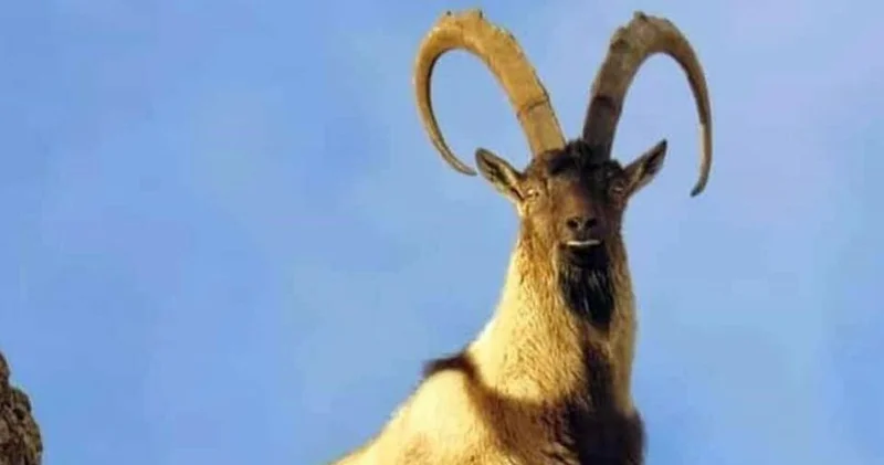 Erzincan haberleri: Yaban keçisi vuranlara otomobil parası gibi ceza SON DAKİKA HABER Son dakika haberleri