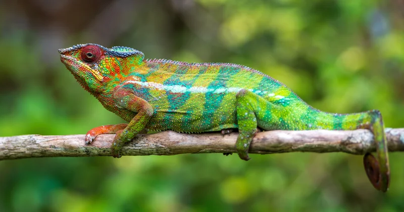 Bukalemunların renk değiştirme nedenleri aslında çok başkaymış Sözcü Gazetesi