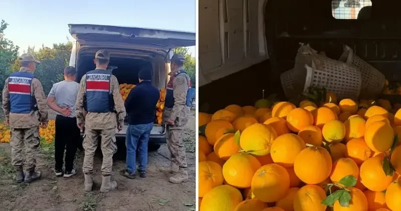 Portakal hırsızları suçüstü yakalandı: 2 ton mahsülü çalmak istediler Hatay Haberleri