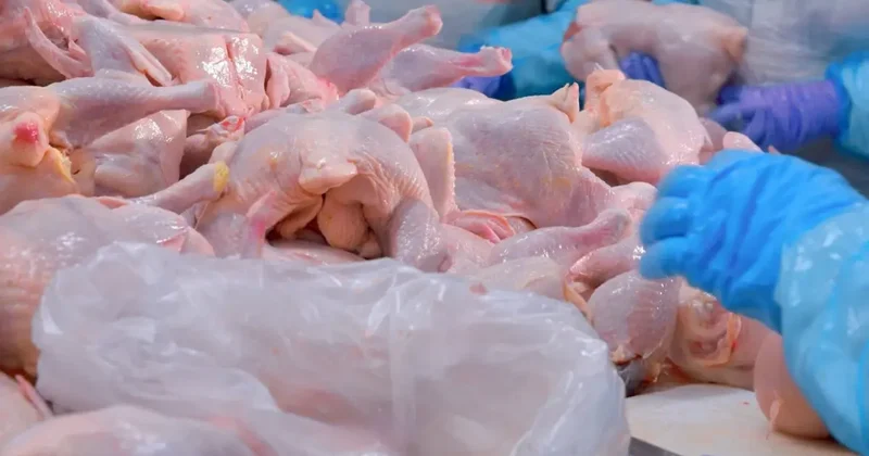 Türkiye nin dev tavuk markası konkordato ilan etti