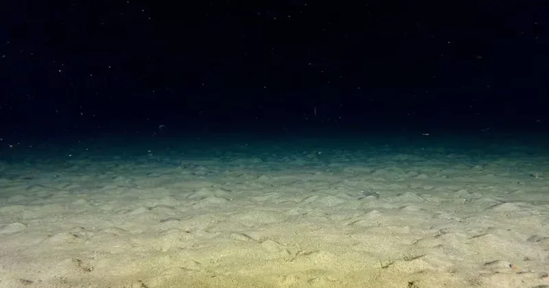 Gecenin bir yarısı kaydedilen görüntüye uzmanlar bile inanamadı: ‘Böyle bir şey görmedik’ Sözcü Gazetesi